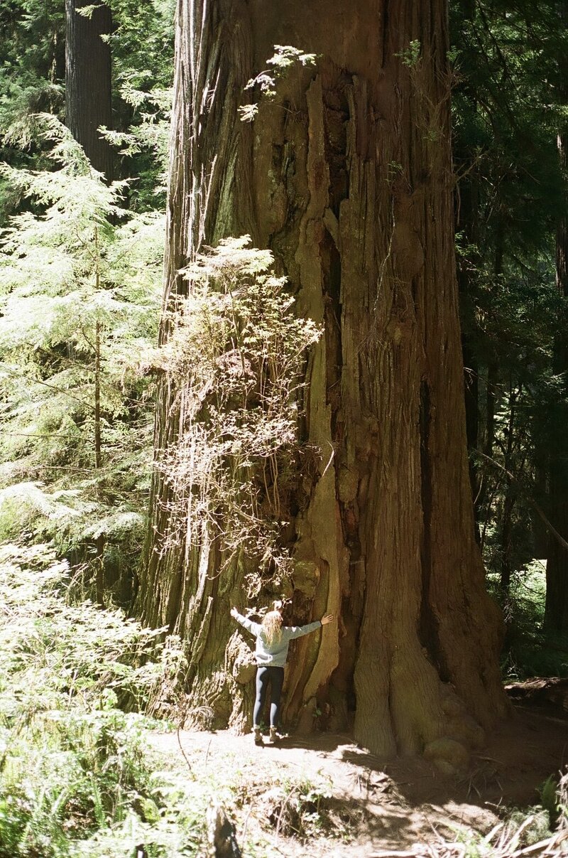 vermont photographer hugging Redwood tree, sun is shining, lots of greenery surrounding them, shot on 35mm film