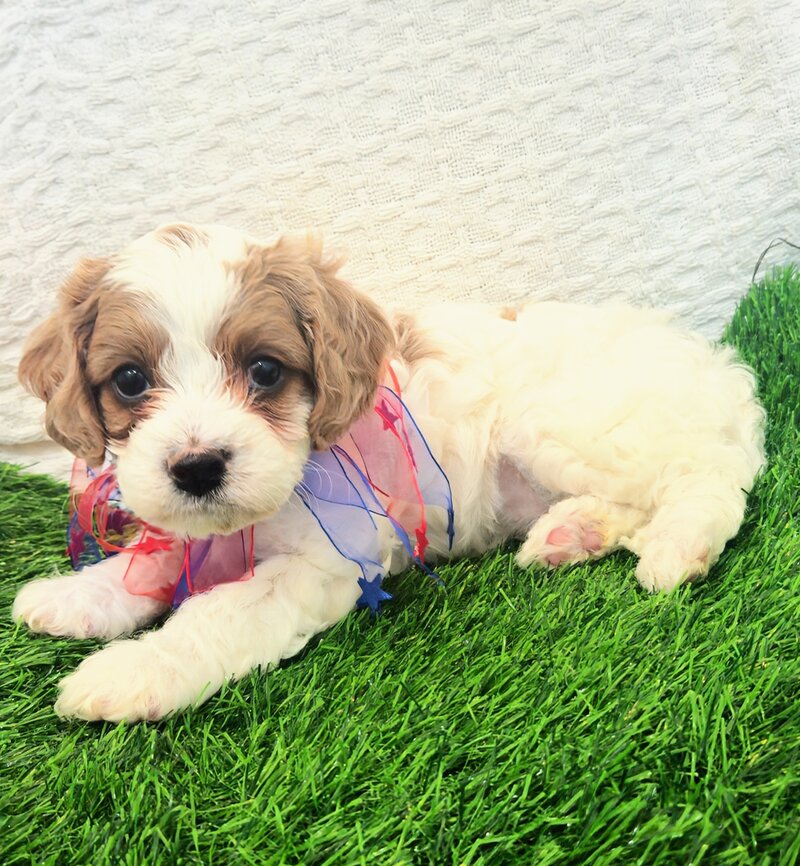DaisyF2