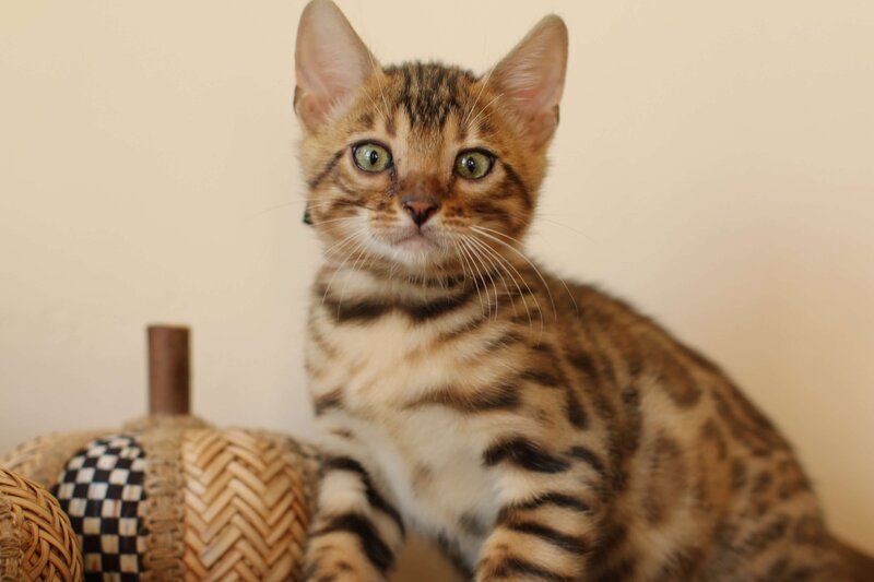 Diva x Bronco_Black_1