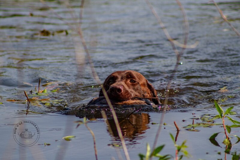 Chocolate Lab Hunt Test Training