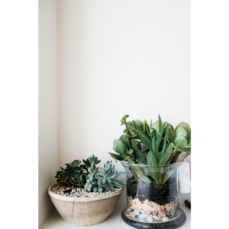 Potted succulents sitting on a shelf.