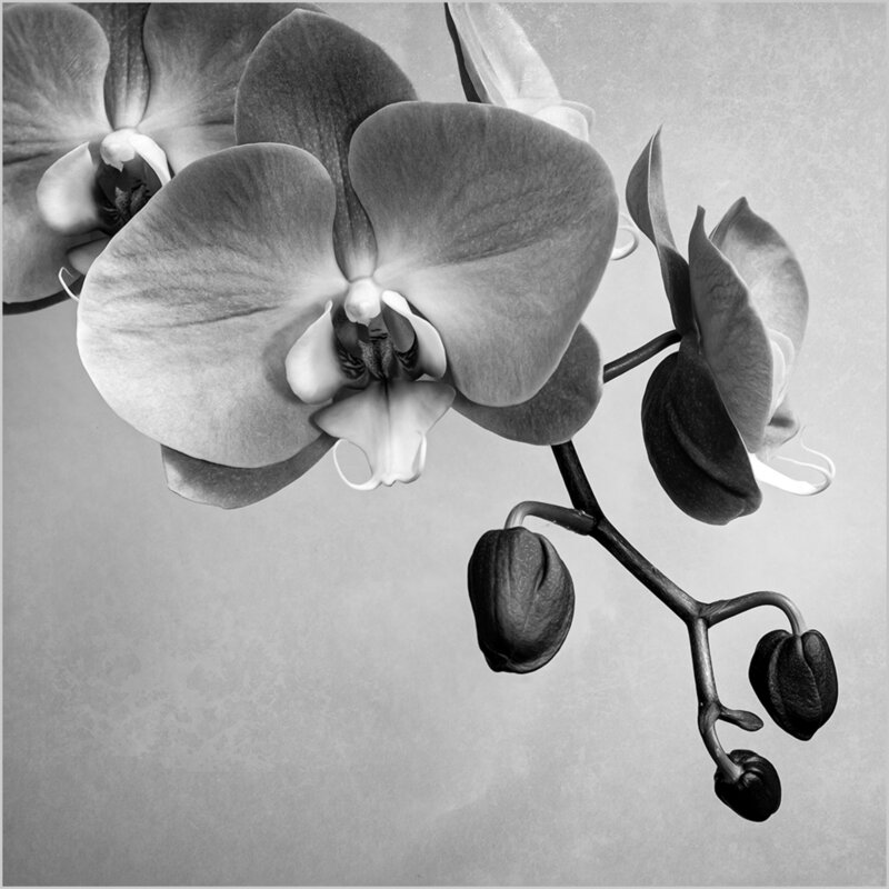 BLACK-AND-WHITE_SEE_L_001