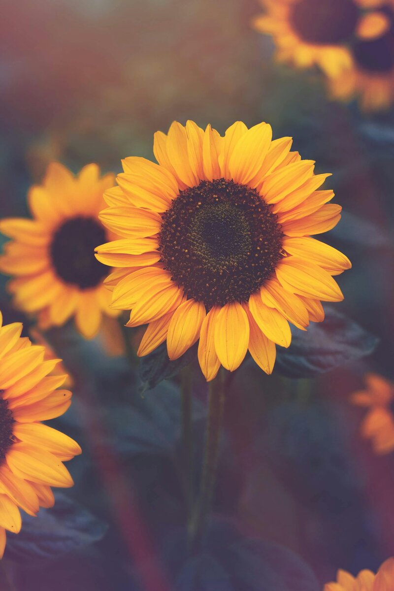 Image of close up of sunflowers.