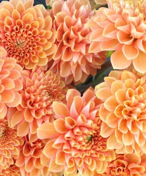 Beautiful prange bouquet flowers