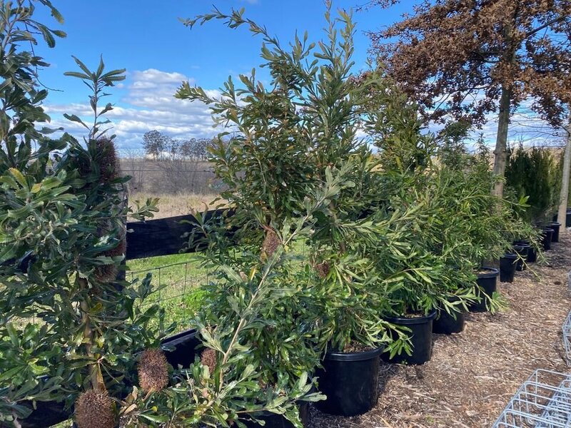 Banksia Serrata - Old Man Banskia - Go Green Nurseries - Mature Trees Sydney