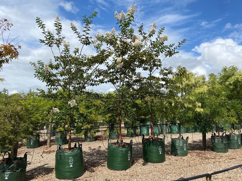 Mature Trees Sydney - Lagerstroemia Indica x L. Fauriei - Crepe Myrtle Natchez - Go Green Nurseries