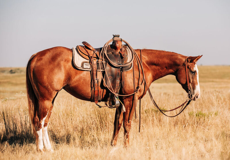 horse cantering through field with western rider