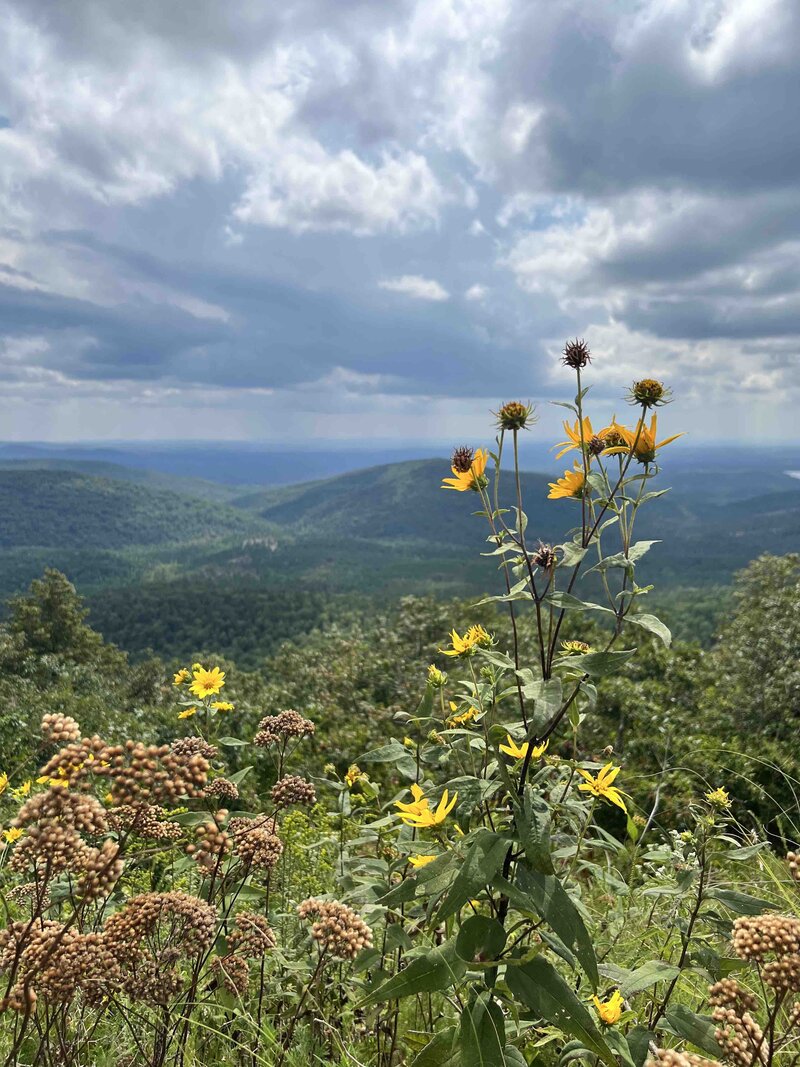 Talimena Ridge