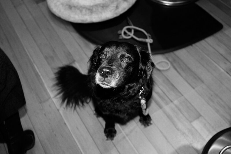 A senior dog names Jackson on his way to the salon.