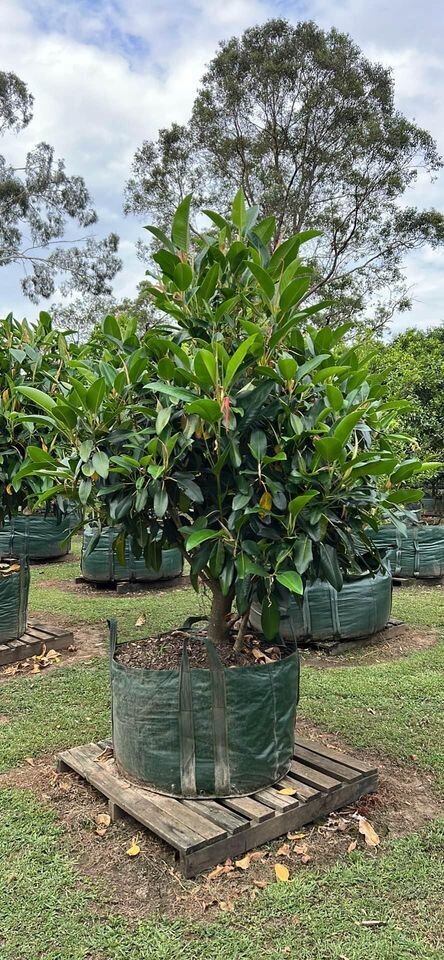 FICUS MACROPHYLLA  - sydney plants