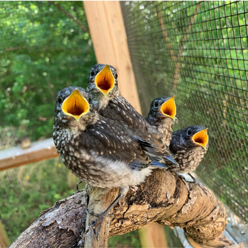 Orphaned baby bluebirds perch on a log at our wildlife rehab facility, each with open yellow mouths waiitng to be fed.