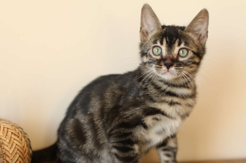 Diva x Bronco_Charcoal Girl_4