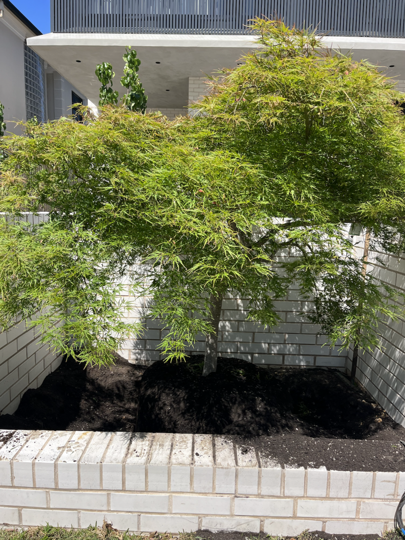 Weeping Maple Fig