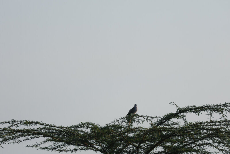 safariedited-266