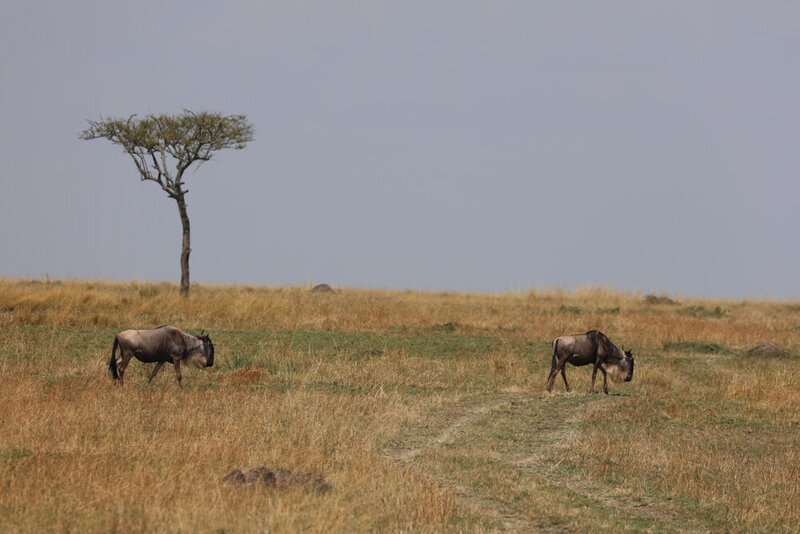safariedited-423