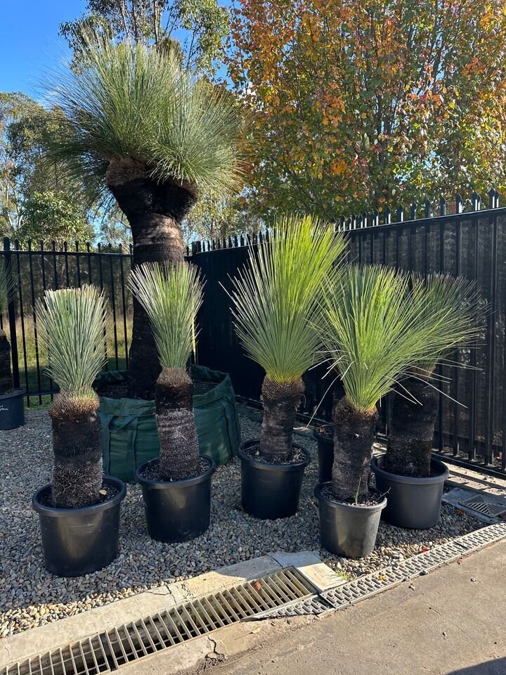 XANTHORRHOEA GLAUCA - Blue Grass Tree - Mature Trees Sydney - Go Green Nurseries - Australian Natives