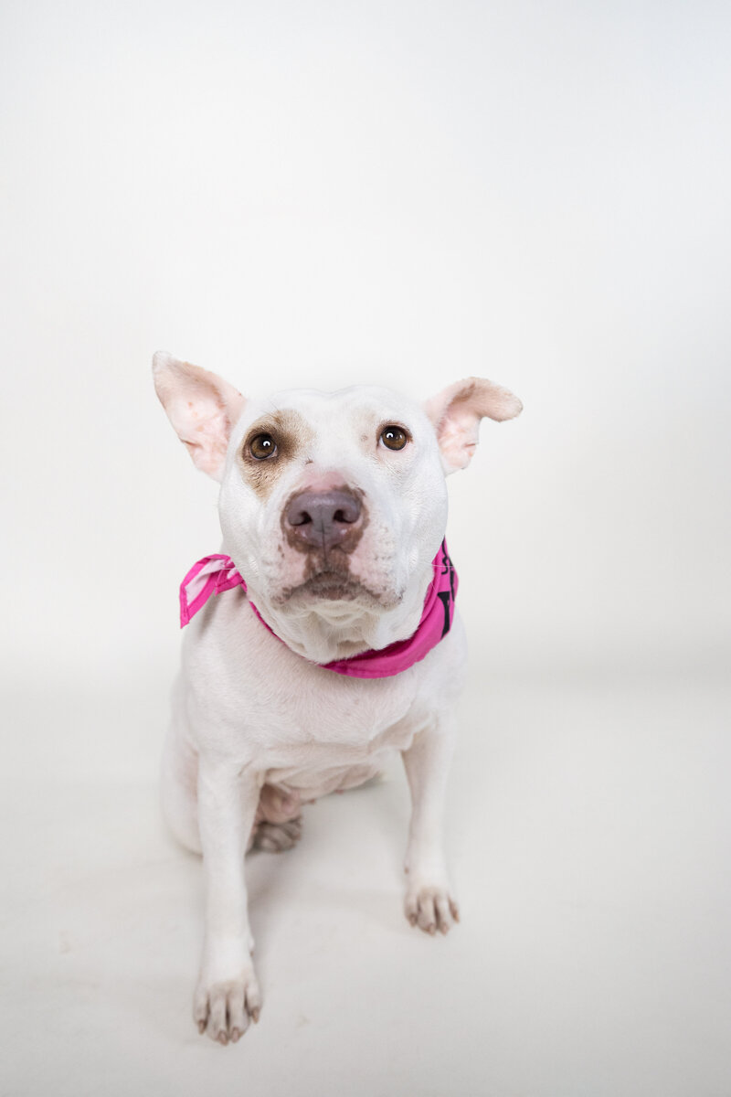 Elegant rustic wedding