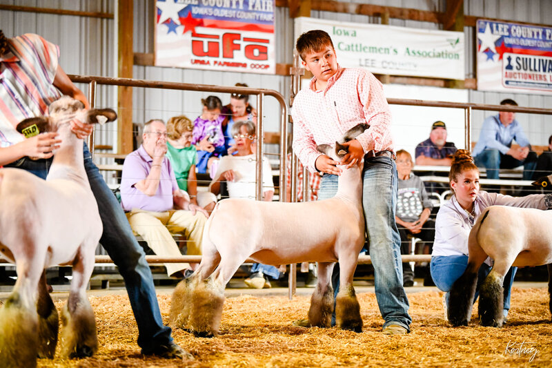 boy bracing lamb during show