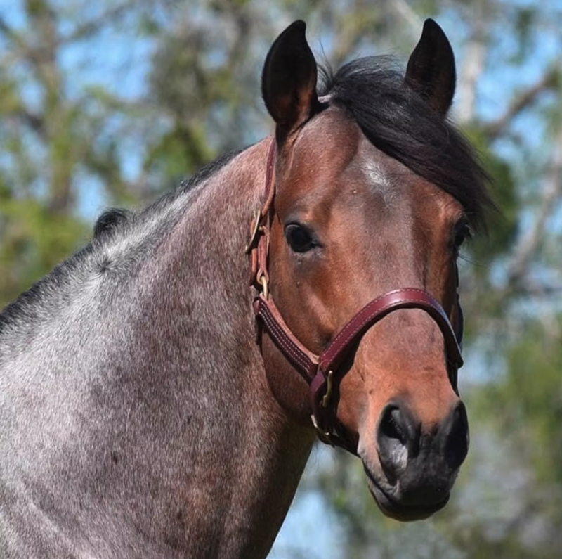 Trippin' on Fame Stallion listing