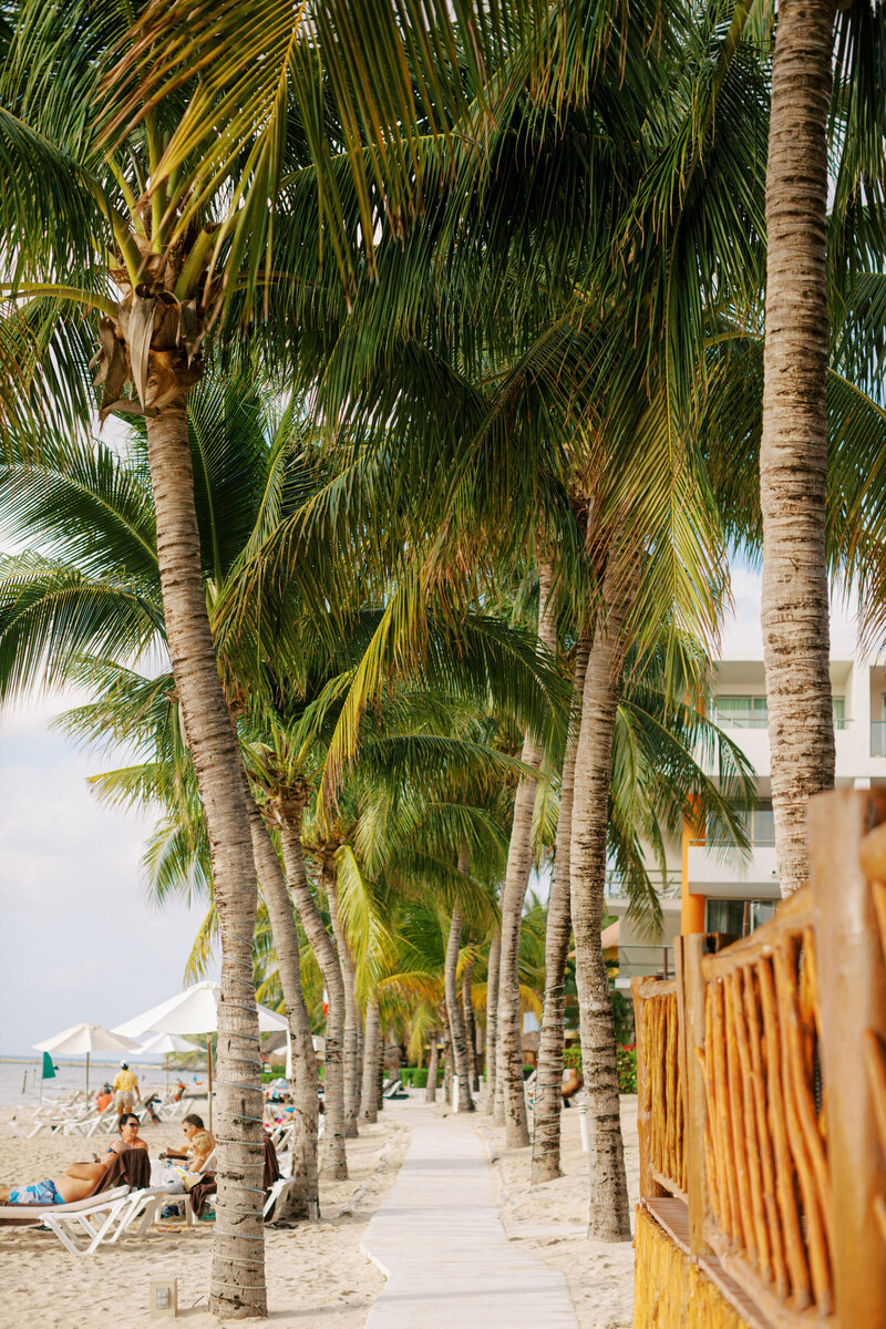 palm tree lined path on beach