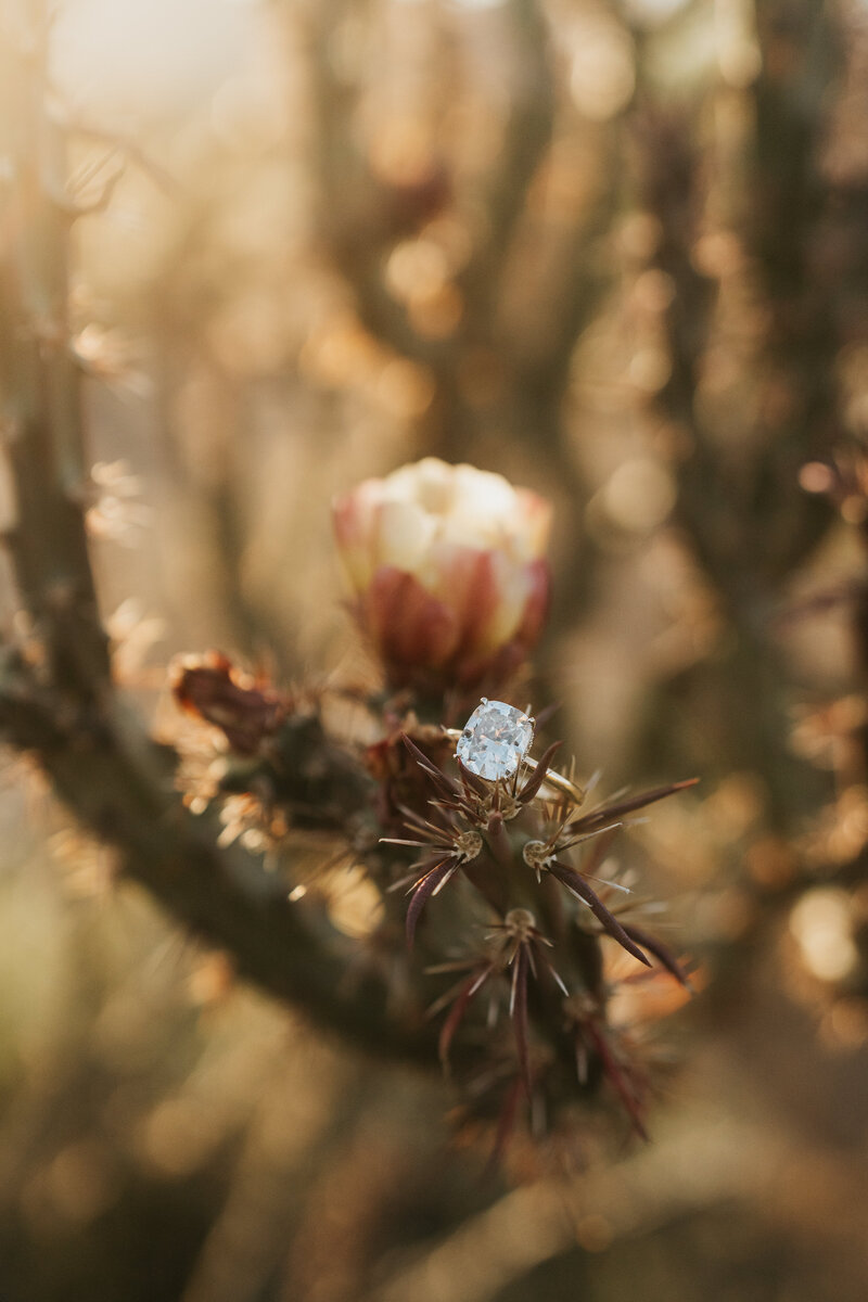 An engagement ring laying on a cactus 