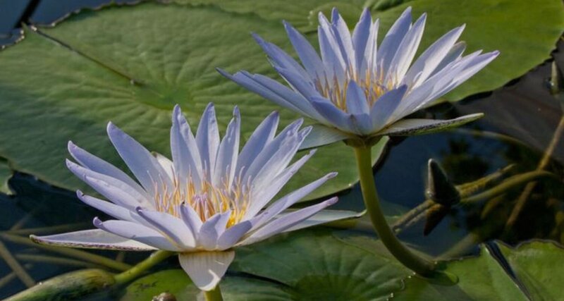 Learn about why Blue Lotus is once again returning to our planet – what is her greater purpose and mission here at this time, and discover your own role in it through this Blue Lotus mentorship program.