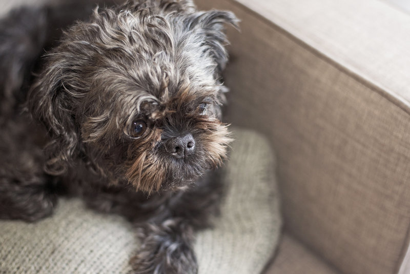 picture of a black brussels griffon