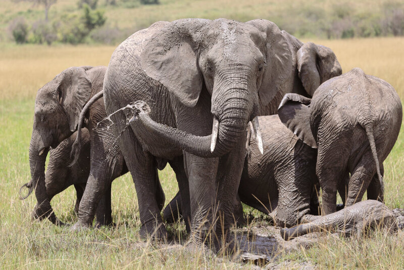 safariedited-193