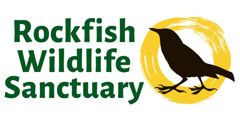 A yellow painted circle on the right contains the silhouette of a black American Crow. Green text to the left says "Rockfish Wildlife Sanctuary." Clicking this image brings you to our home page. 