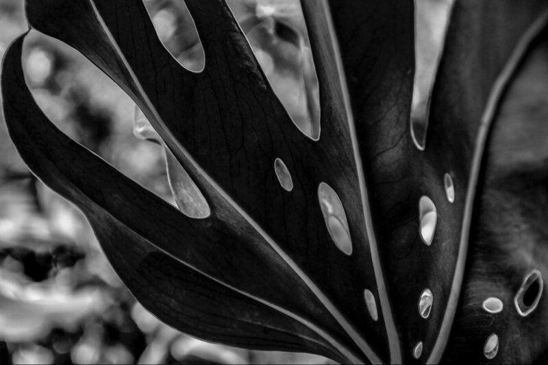 Limited Edition Fine Art Botanical Photography Black and White Metal Print closeup of leaves in fan shape title Sub Rosa