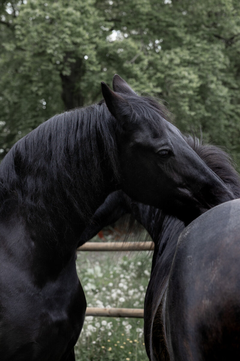 Paarden zijn kuddedieren en reageren op emotie en energie.