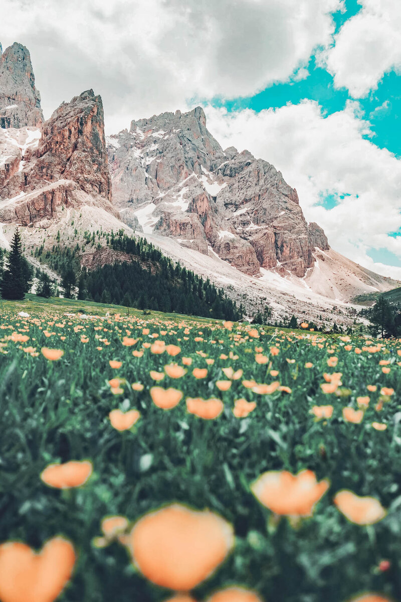 A beautiful view of snowcapped mountains in Europe with green grass and yellow flowers at the base.