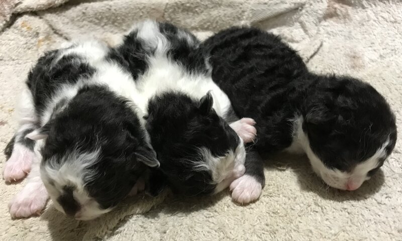 Available 3males faces