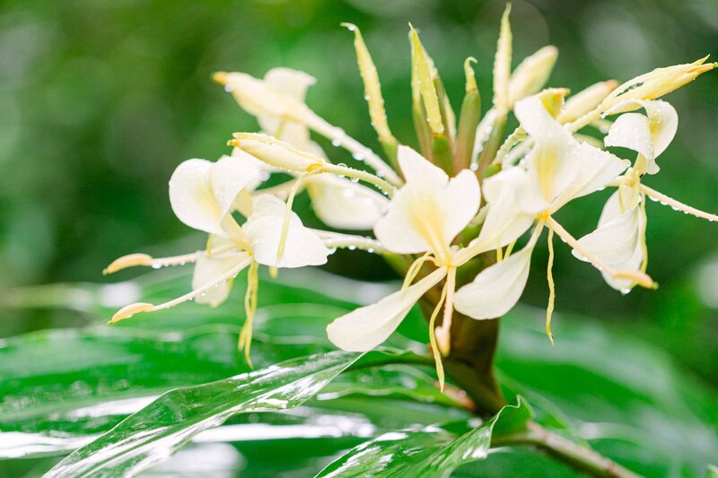 Rainy season on Hawaii - Emma Wyatt-32