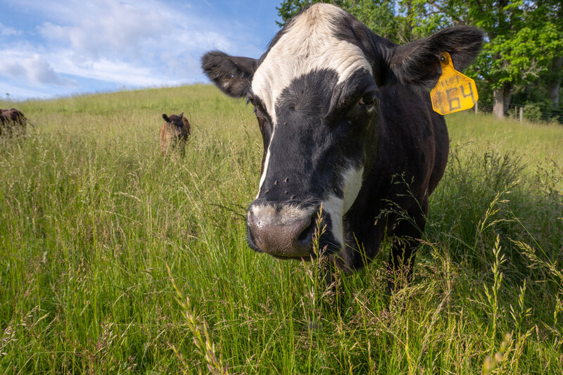 Cows-15