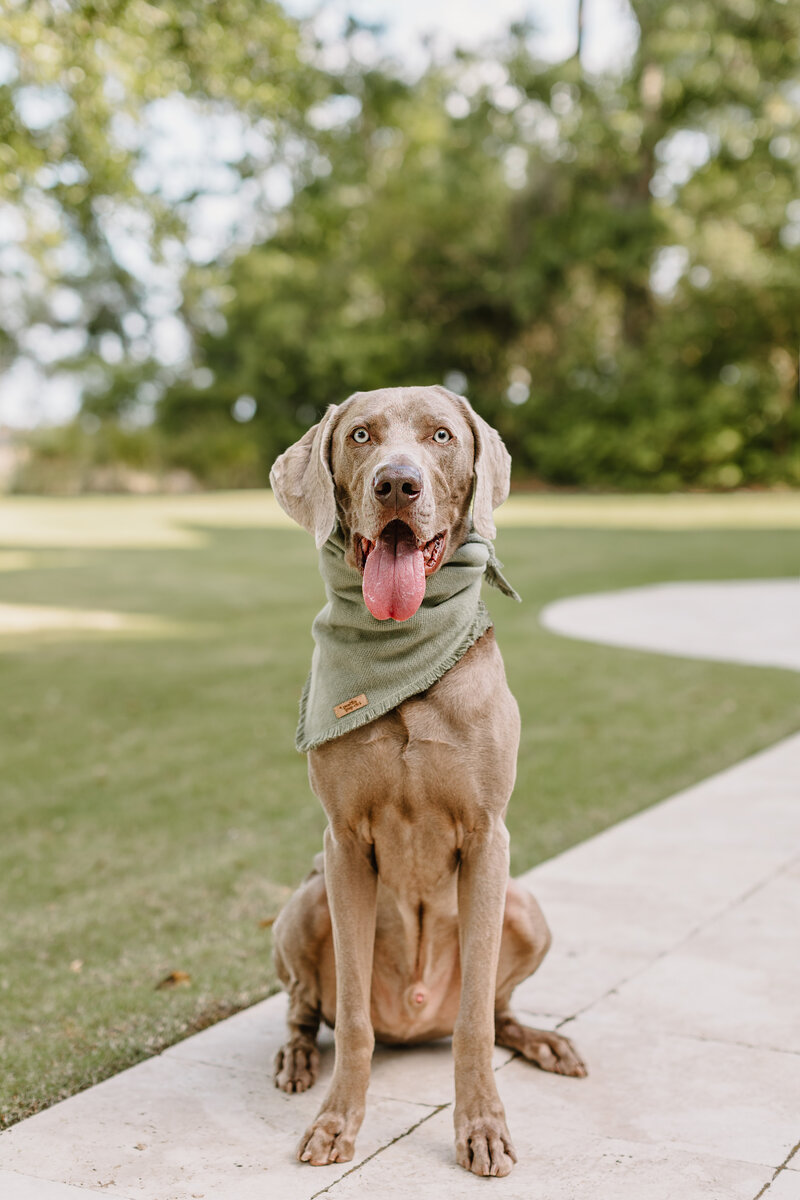 Charley Mae Photography offers expert dog photography on Hilton Head Island. Capture cherished moments with personalized, professional photo sessions. Book now!