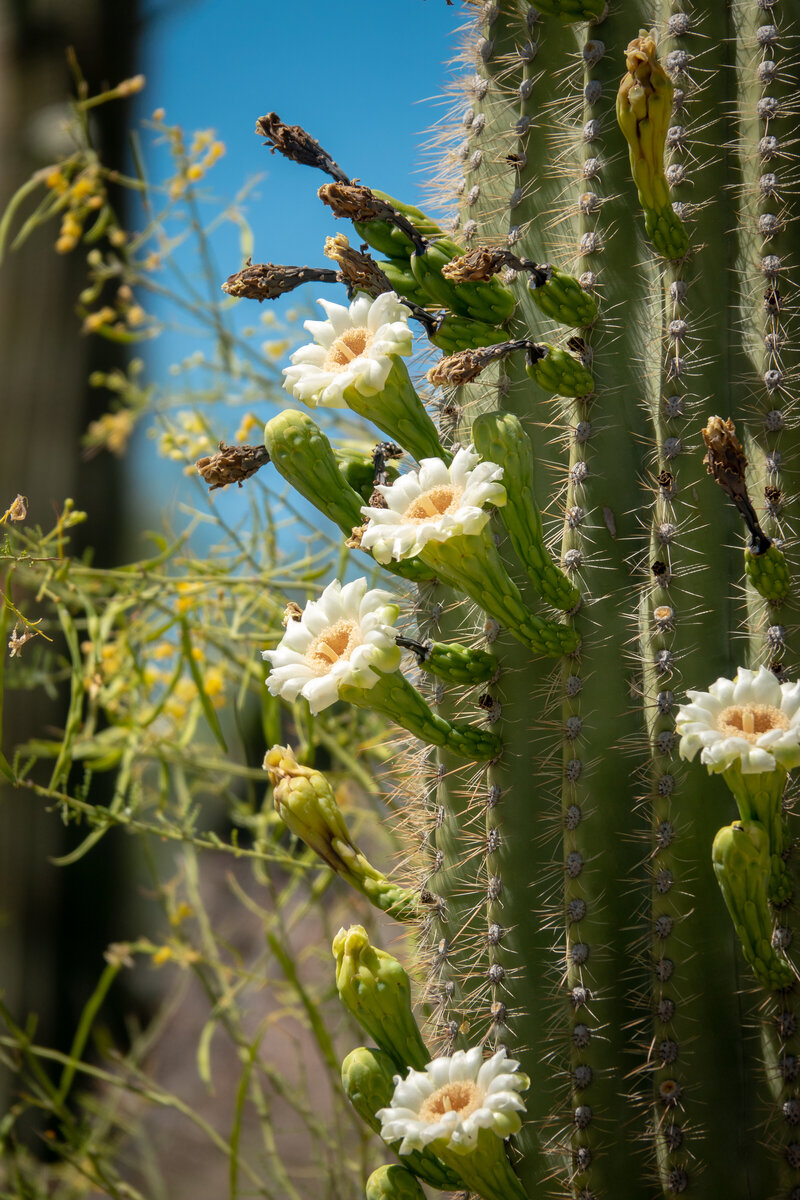 Saguaro Flowers 2