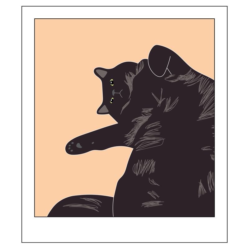 Polaroid illustration of black fluffy cat