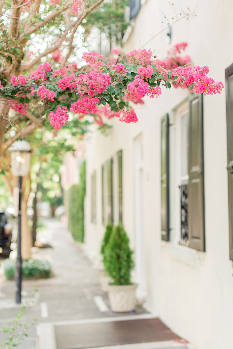 Pink blossoms overhanging a charming sidewalk lined with historic homes with black shutters