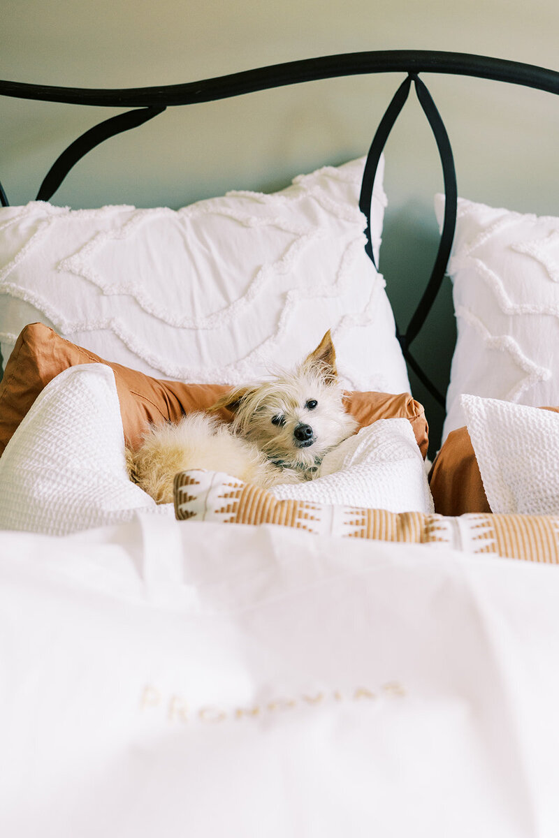 A disgruntled but cute puppy sits upon a nest of pillows at Paint Rock Farm, a wedding venue in the hills of North Carolina, captured by My Sun and Stars Co.