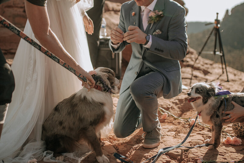 taking the rings from the dogs for their sedona elopement