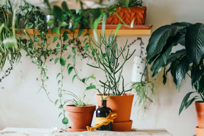 plants minimal home decoration 