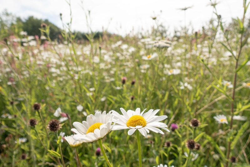 HORUS PAYSAGES_STANISLAS JUNG_architecte paysagiste yvelines-23