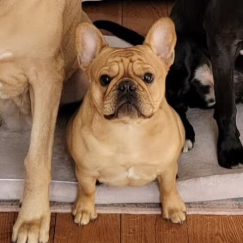 LMN Bulldogs female French Bulldog resting at home