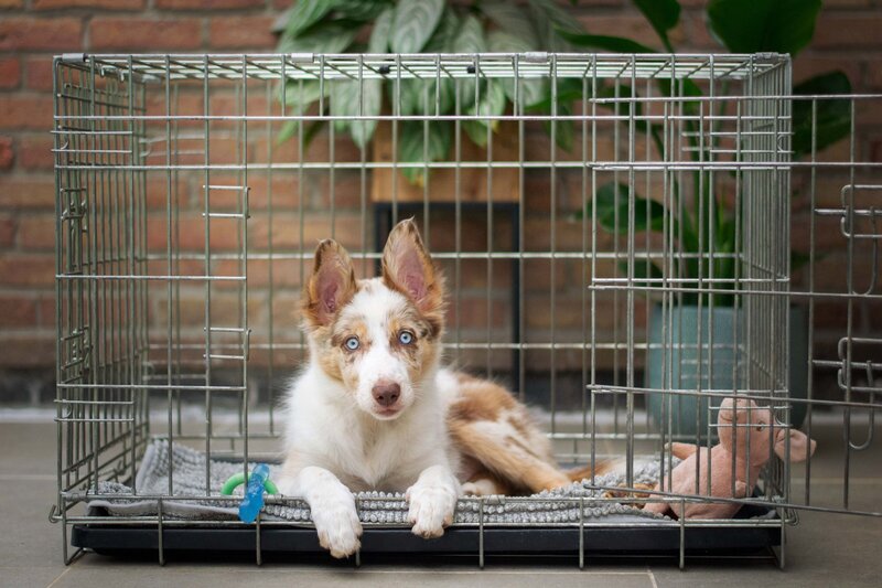 Puppy In Crate With Toy