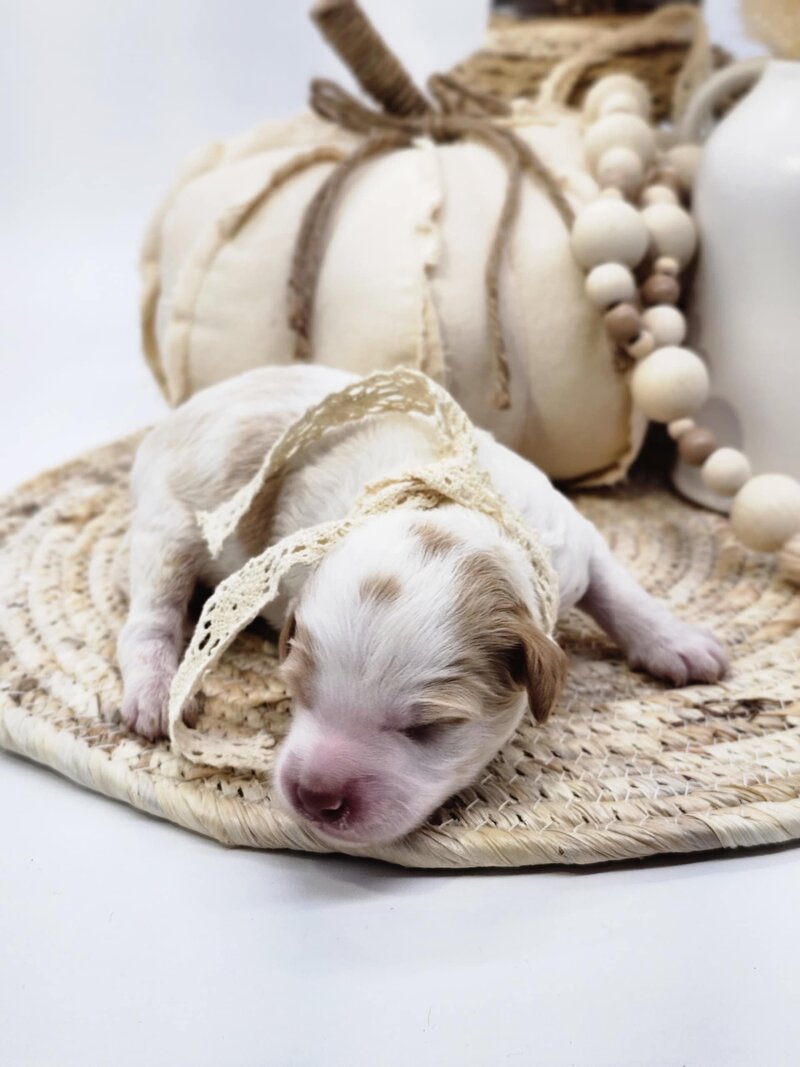 aa52d41e-d3f3-4da9-b86d-d47de31f766d