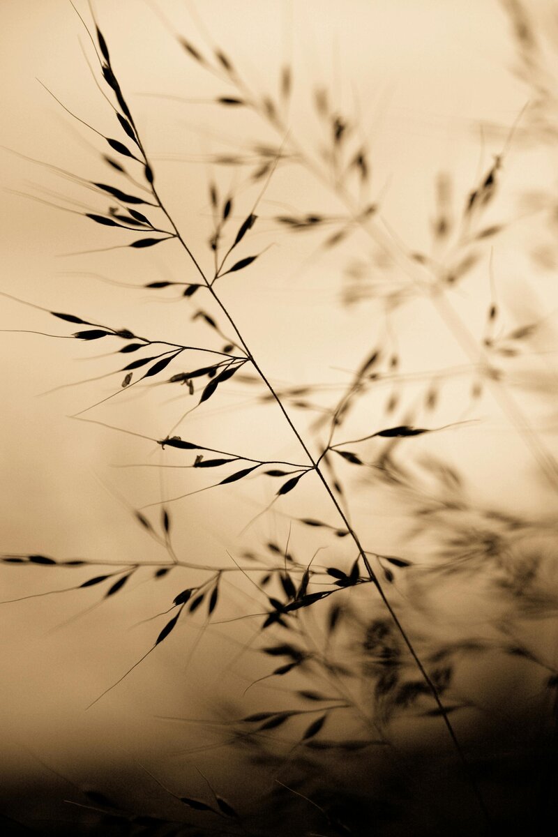 Sepia photo of wispy plants