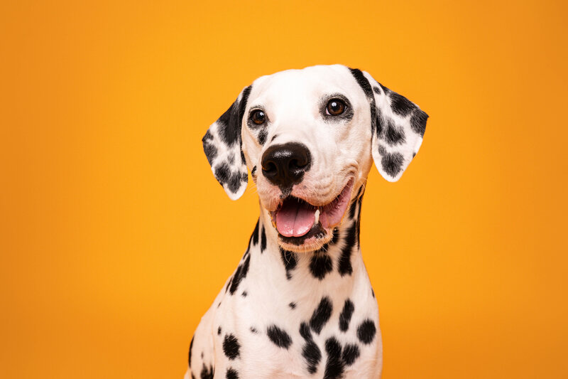 headshot of a Dalmatian smiling on a yellow backdrop