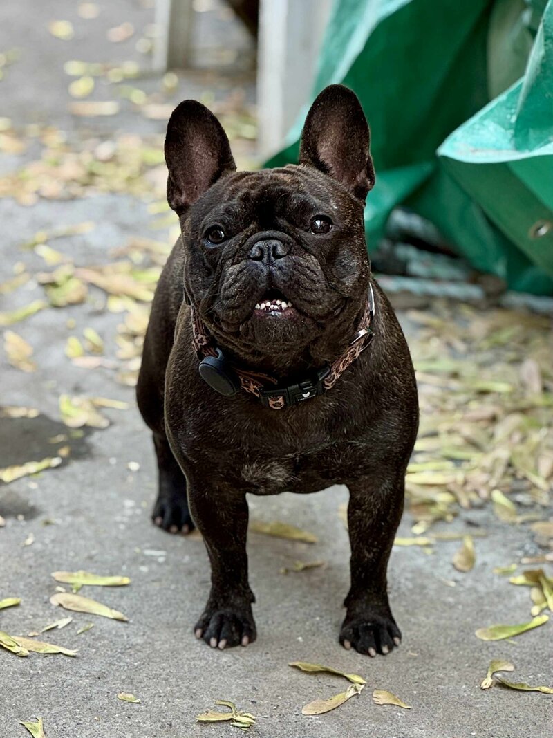Brindle female French Bulldog in breeding program