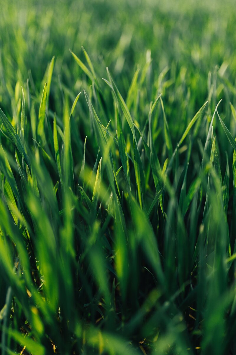 kaboompics_close-ups-of-green-grass-2683
